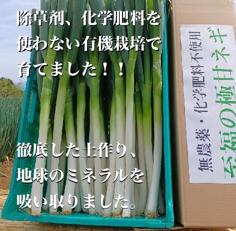 信州産　ねぎ苗　朝採りネコポスいっぱい♪ 信州産ねぎ苗朝採りネコポスいっぱい♪教養のミクロ経済